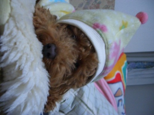 モコはお留守番