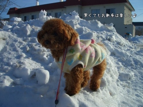 お散歩は楽しい~