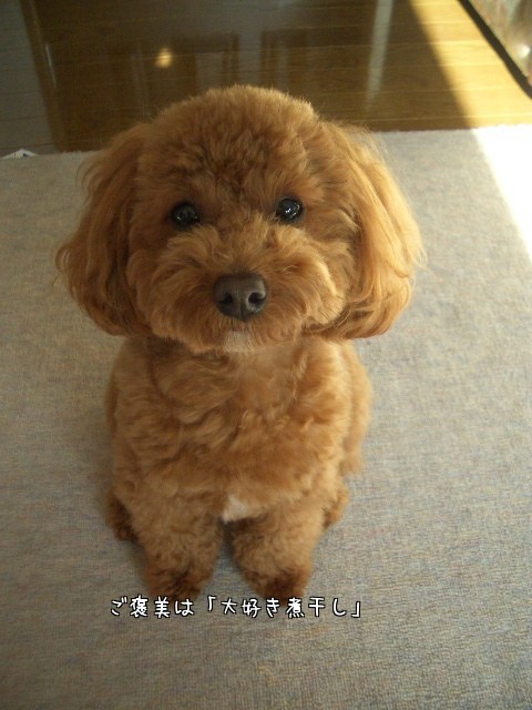 モコは英語でも待ての練習～