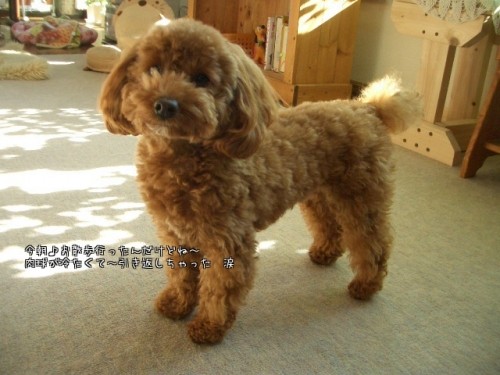 ルンルン♪お散歩に～