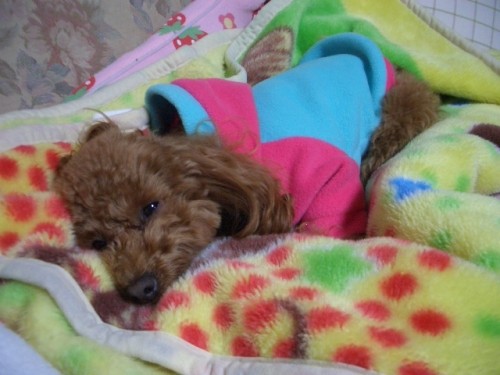 お出かけ前のおトイレ