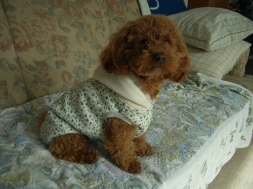 またまた新しい服