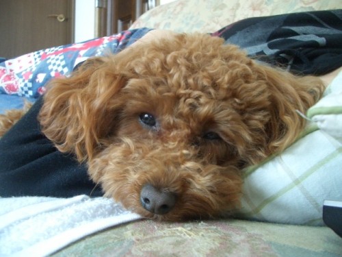 暇ワンコとお姉ちゃん♪