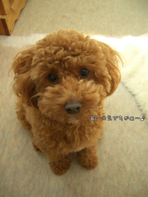 モコのご飯です