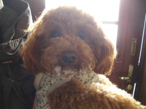 美味しかったでちよ～