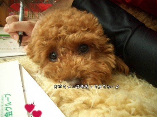 モコは見守りワンです