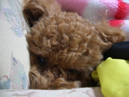 この隙間がいいでちねぇ