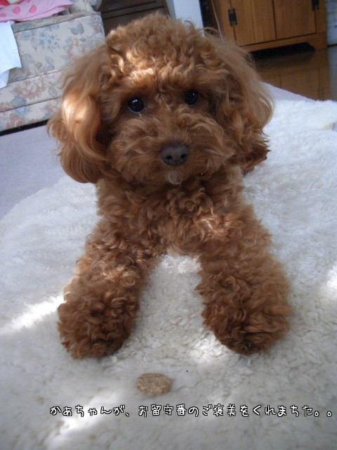 新しいウマウマ～