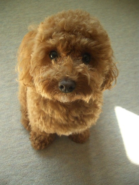 チリチリ～ボサボサ～♪