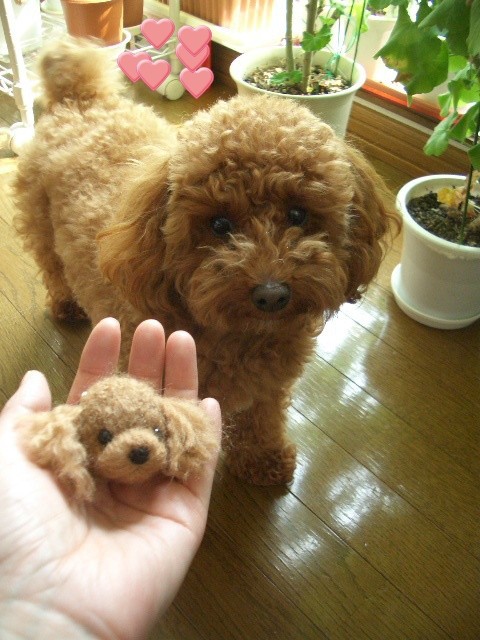 ちっちゃいモコ♪