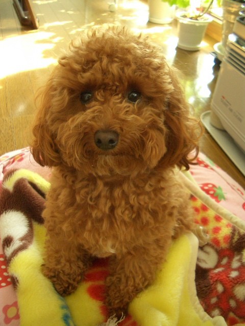 トリミングに行ってきました