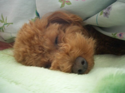 まだねむいでちね～