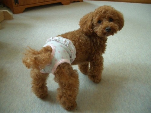 可愛い♪カバーパンツ