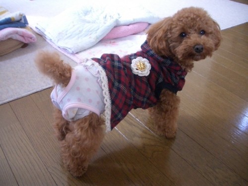 今日は、みせパンツ♪