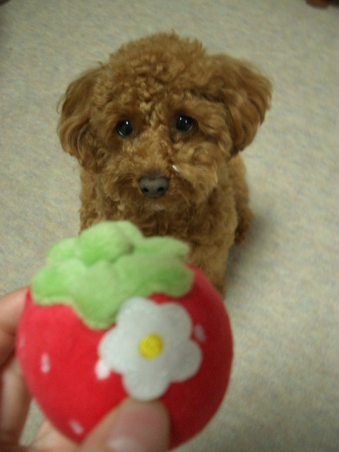 お留守番のご褒美♪