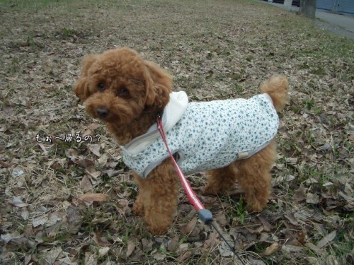 雨上がりのお散歩