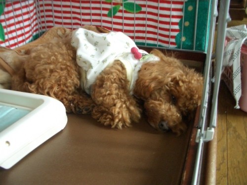 お散歩出来ない日は・・・