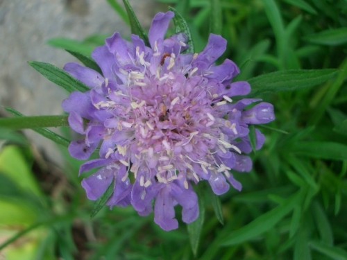 庭先で咲いている宿根草～