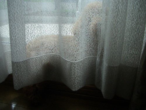 隠れてます。。。