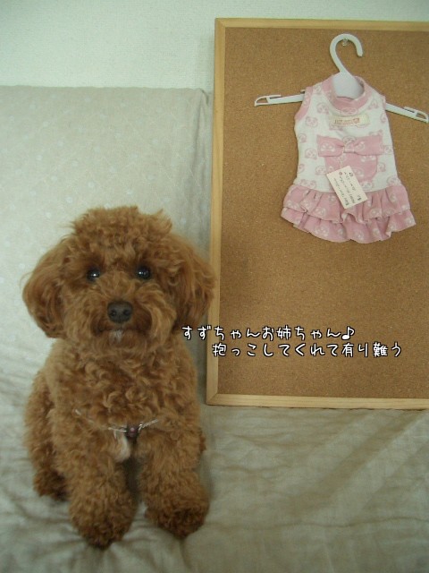 ワン服♪いかがですかぁ～