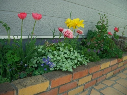 我が家の小さな花壇
