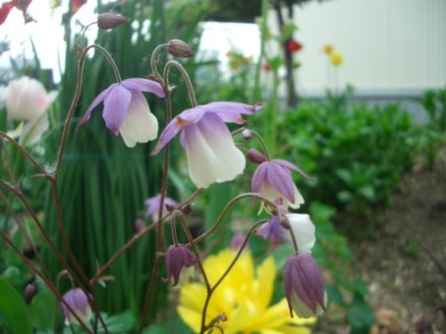 風鈴おだまきが咲き始めました