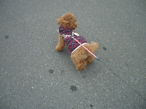 可愛い足跡・・・