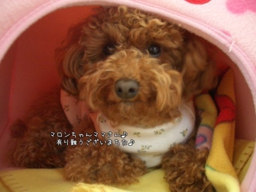 本日も有り難うございました