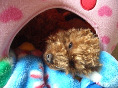 いちごハウス大好き♪