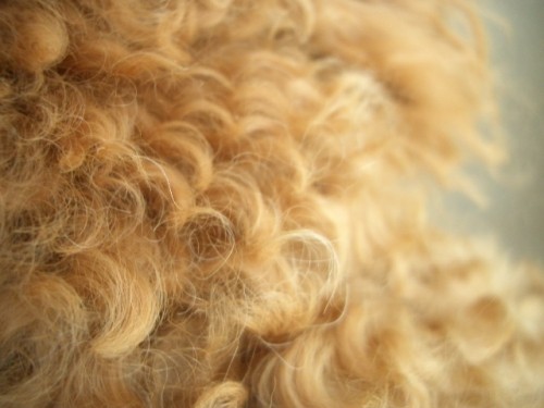 クリクリ毛にホワイト毛も交じって・・・