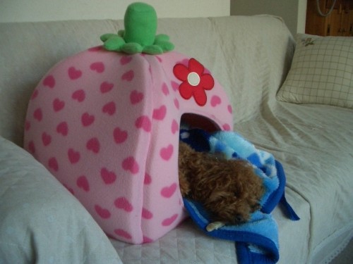 発見！新種の恐竜？