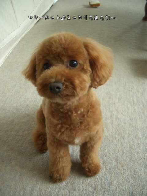 サマーカット♪でスッキリ～