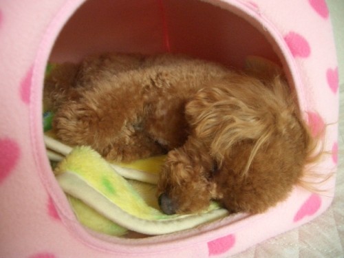 ワン服の告知ですよ～