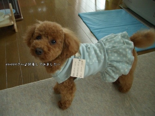 シャーベットカラ～♪ワン服