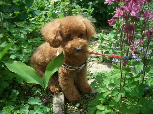 明日♪共栄台コミセンに出没します・・