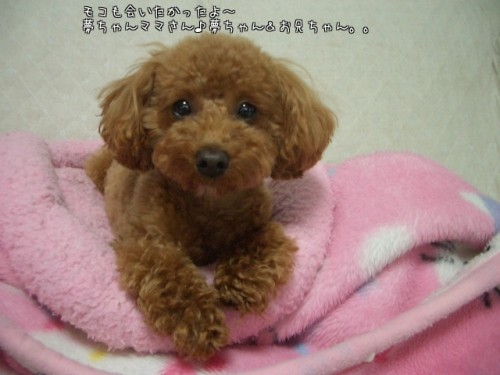 モコ♪憧れの夢ちゃん