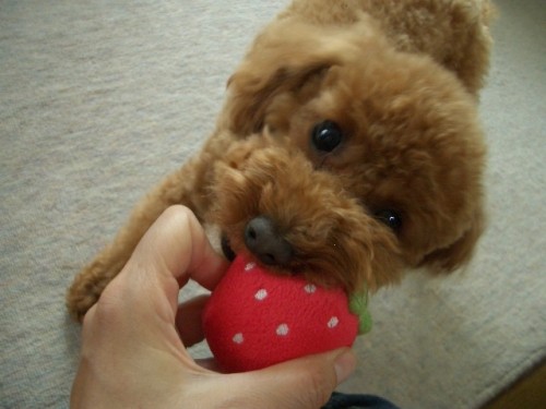 大好きイチゴシリーズ♪