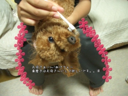 歯磨きはお母さんに・・・
