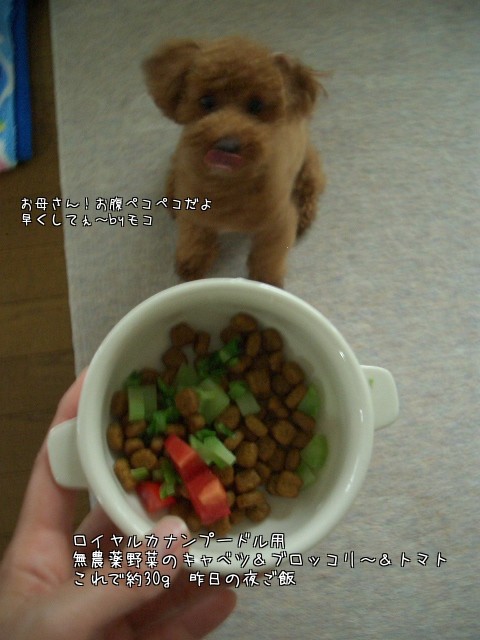 モコのご飯♪