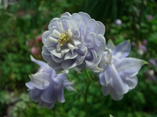 我が家のおだまき