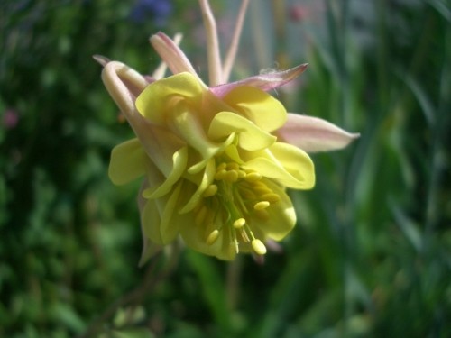 自然交配おだまき