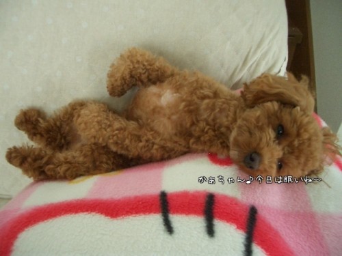 ありえない寝姿。。。