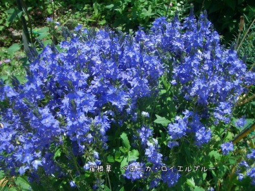 宿根草が沢山咲いてます