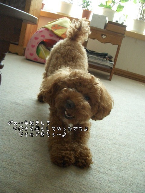 モコ!ワイルドな顔