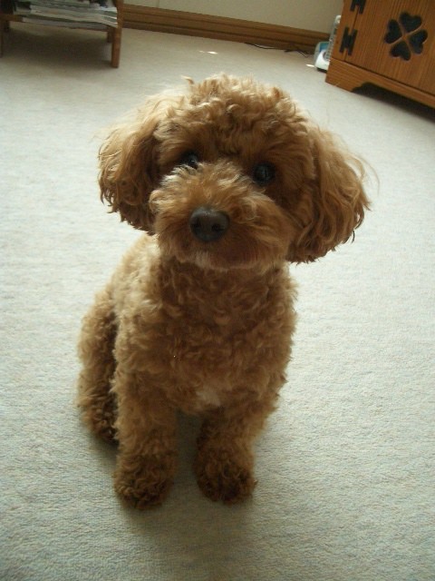 くっつきワンコ＆　LILY BELL♪ ワン・ねこちゃん服