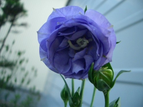 やっぱり八重咲き最高～