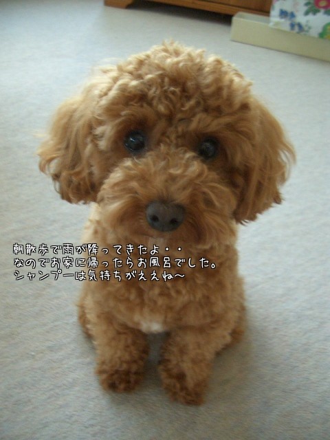 ふわふわモコになりました。。