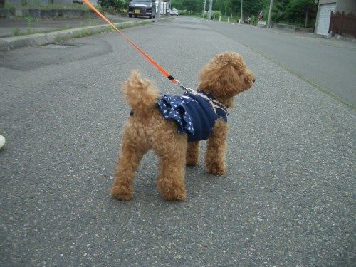 モコの可愛いおちり・・