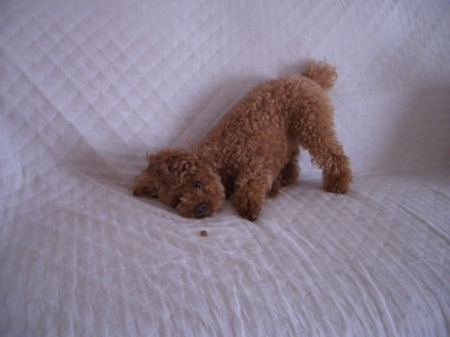 モコの行動・・・