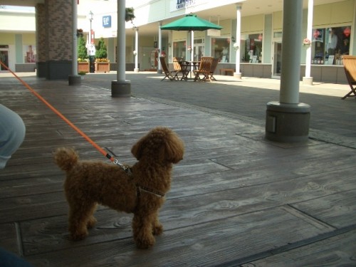 千歳アウトレットモール♪